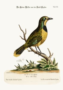 The Green Pye of the Isle of Ceylon, 1749-73